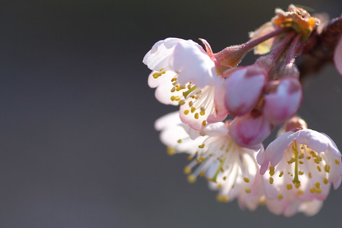 サクランボの桜