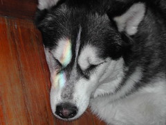Circe with a Rainbow on her face (DSCN1764)