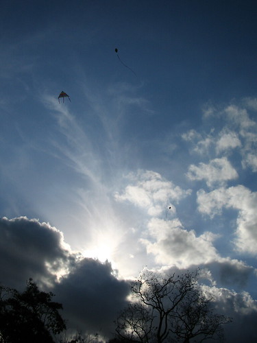 kites and poui trees