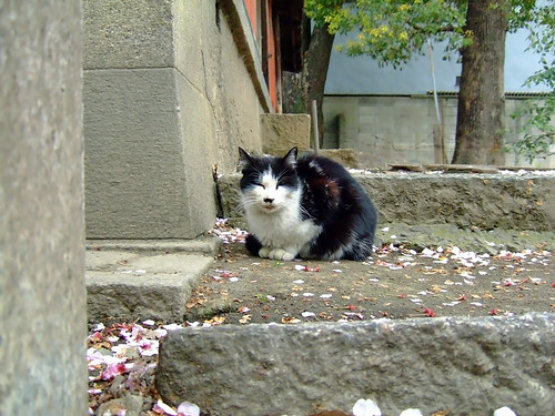 神社の猫