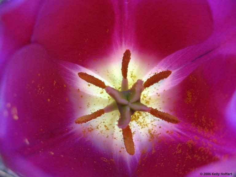 IMG_2525 - Purple Tulip, Inside