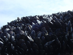 Bird Rock - Mussels