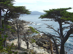 Lone Cypress - Coast I
