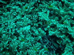 Stughone Coral