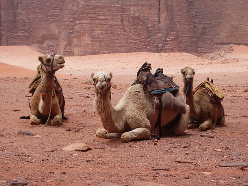 Our Camels