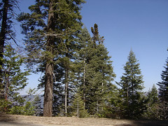 Yosemite - Forest