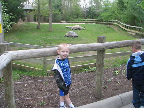 colton and some old tortoises