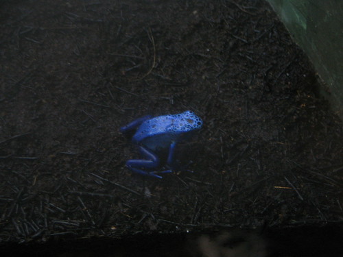 cool blue frog