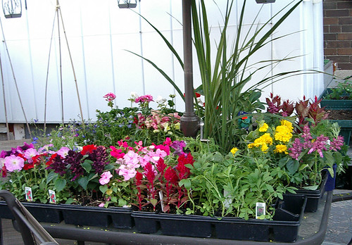 Plants to go in the garden sitting on my patio table
