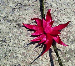 Flor de Cactus  - detail