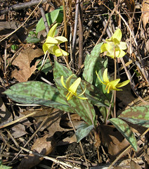 Yellow dog-tooth violet