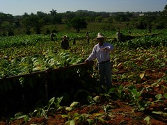 Harvesting tobacco leafs