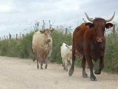 Cattle, Ponta da Erva (Portugal), 20-Apr-06
