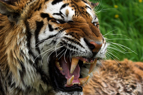 Sumatran tiger 8