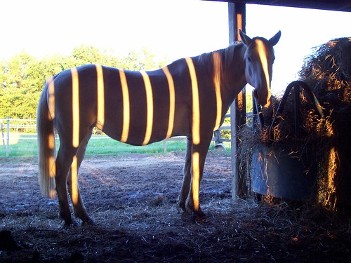 my horse, the zebra!