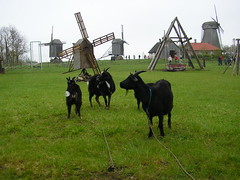 Goats near Angla windmills on Muhu