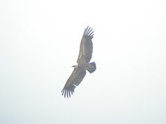 Griffon Vulture, Mértola - Castro Verde (Portugal), 25-Apr-06