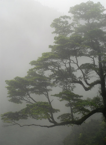 Foggy tree