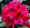 Rhododendron Nova Zembla 3