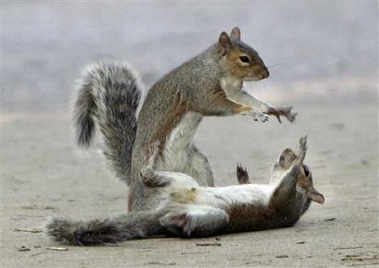 Squirrels Frolicking in Alexandria, VA