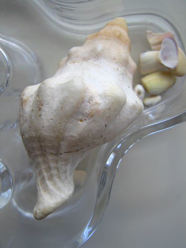 white.shell