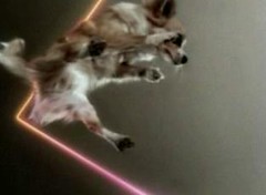 omg you suck because you can't see this awesome picture of this dog flying through the air with lasers in slow motion but it's not really in slow motion because it's a still picture