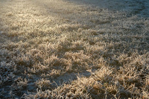 Frosty Tampa Morning