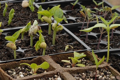 Seedlings 2011
