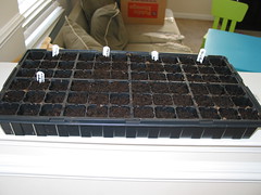 picture of my flat of newly planted seeds