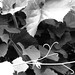 grape leaves, black and white