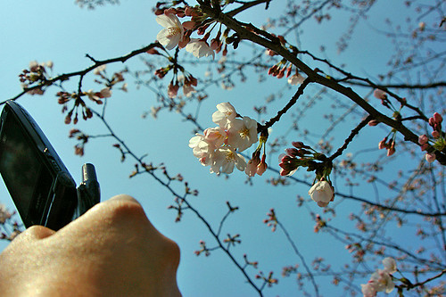 sakura by cellphone shot