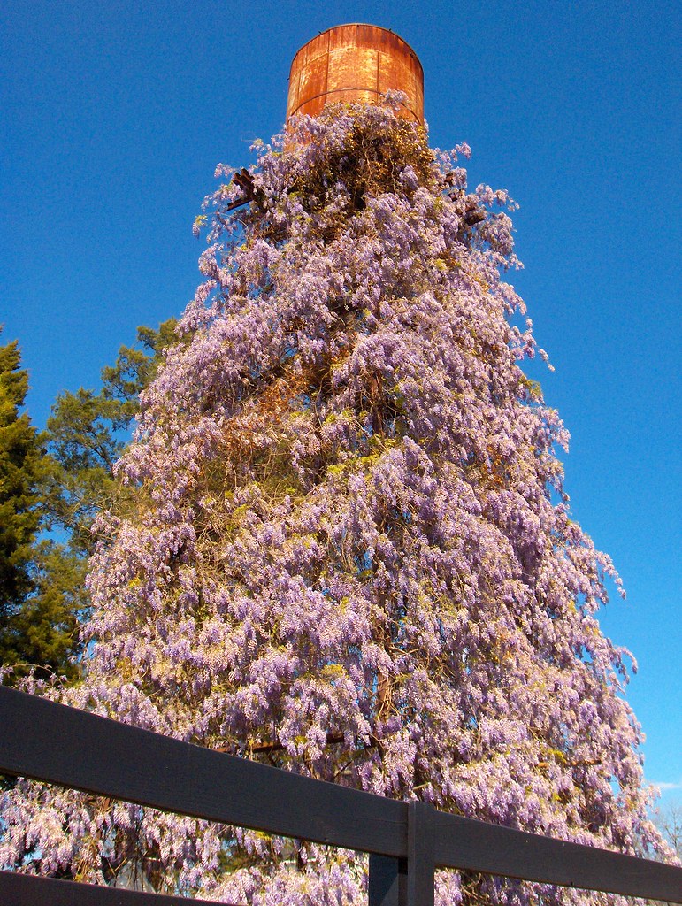 Wisteria Water Tower 1112