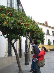 Pokok Limau Yg Bersepah2 Di Tepi2 Jalan, Cordoba, Spain