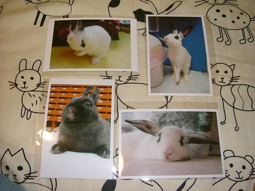 戰利品: 兔子相片