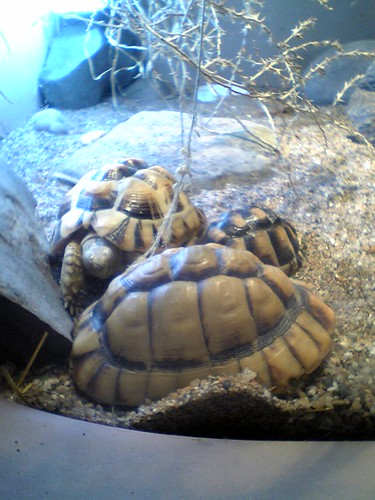 egyptian tortoise