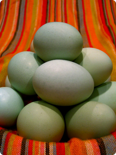 Araucana Easter eggs