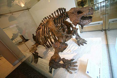 Scutosaurus. Foto de BioMaxi