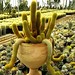 cactus (14)