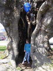 inside_big_tree