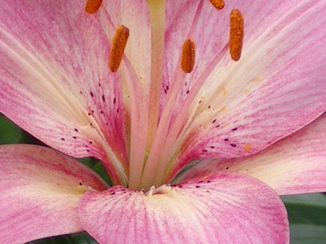 hg6677: Types of Lilies
