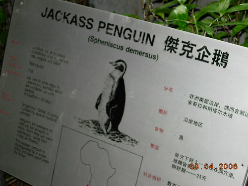 jackass penguin