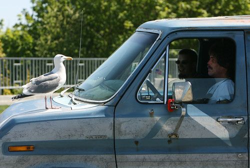 gull and dudes