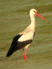 White Stork, near Quinta do Lago (Portugal), 15-Apr-06