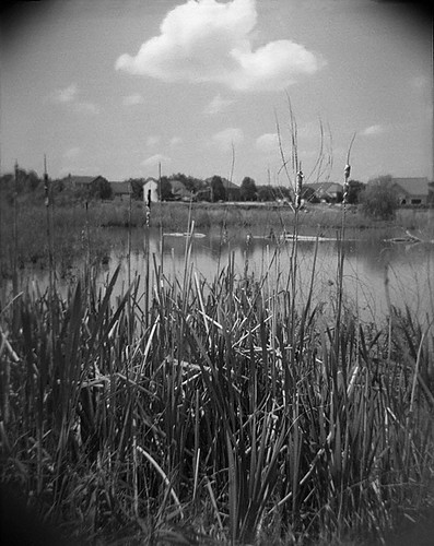 pond reeds and sky