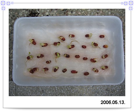 種紅豆的實驗照片之一