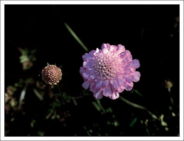 purple flower and bud.jpg