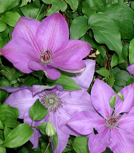 Clematis on the mailbox 2