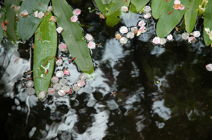 Barbara's Pond:: Click for previous photo