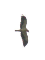 Booted Eagle, Montemor-o-Novo (Portugal), 21-Apr-06