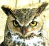 Web Owls Website